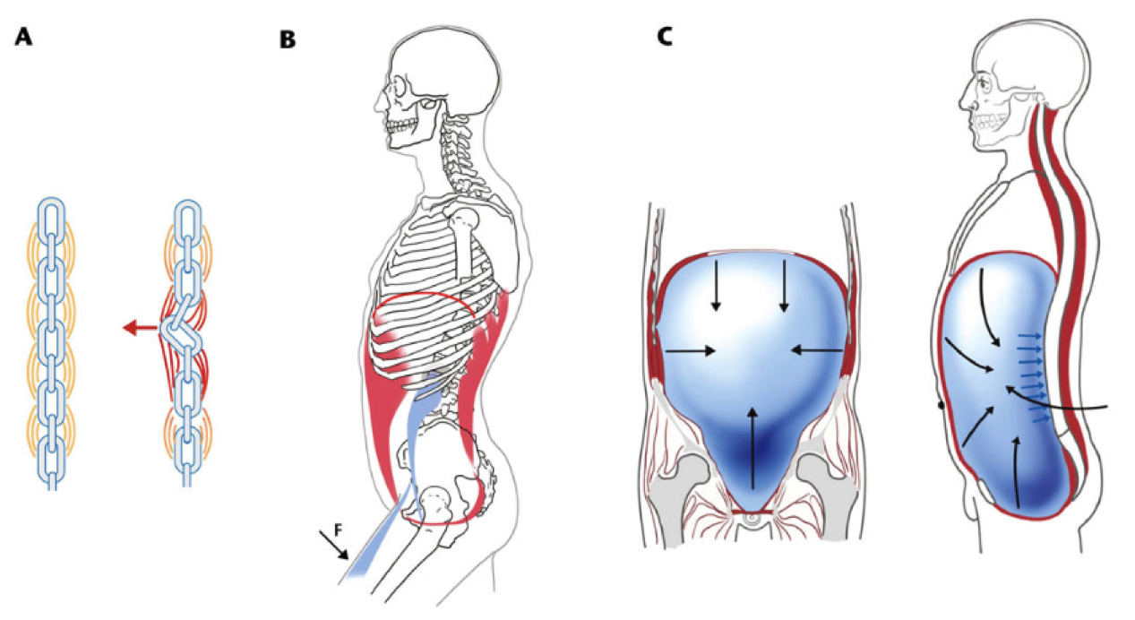 Diagram illustrating the action of the heart and diaphragms.