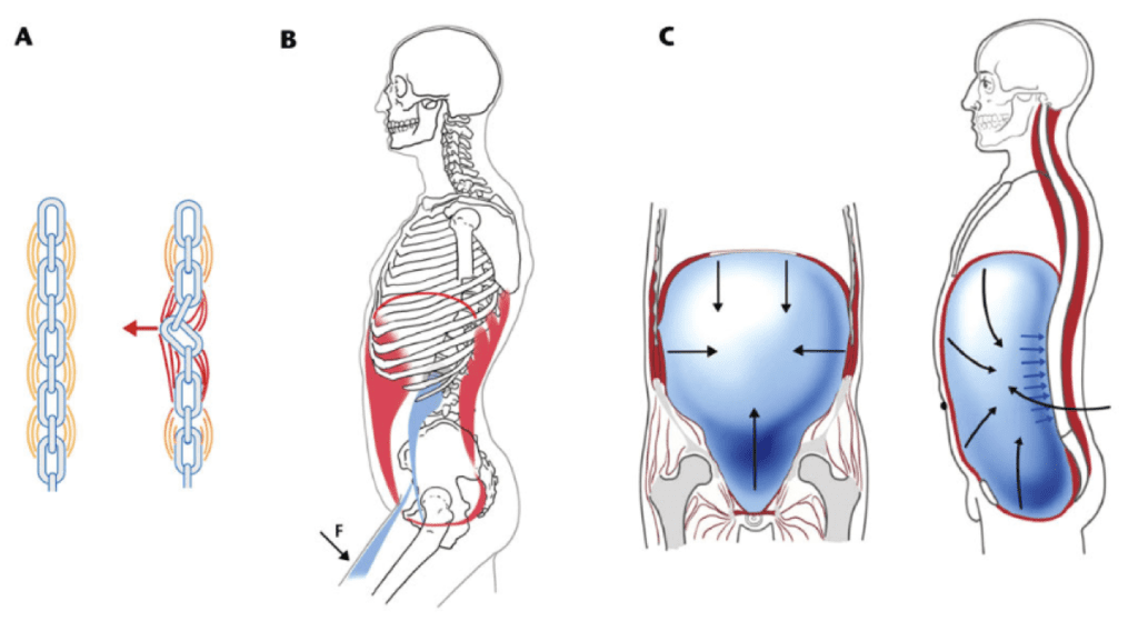 Dynamic Neuromuscular Stabilization graph